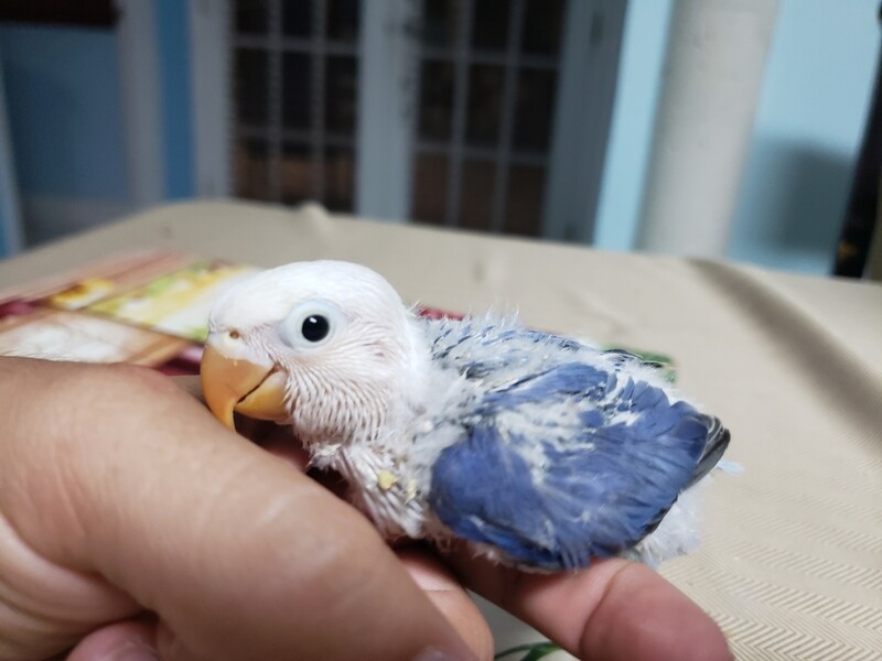 Baby Violet White Head lovebird