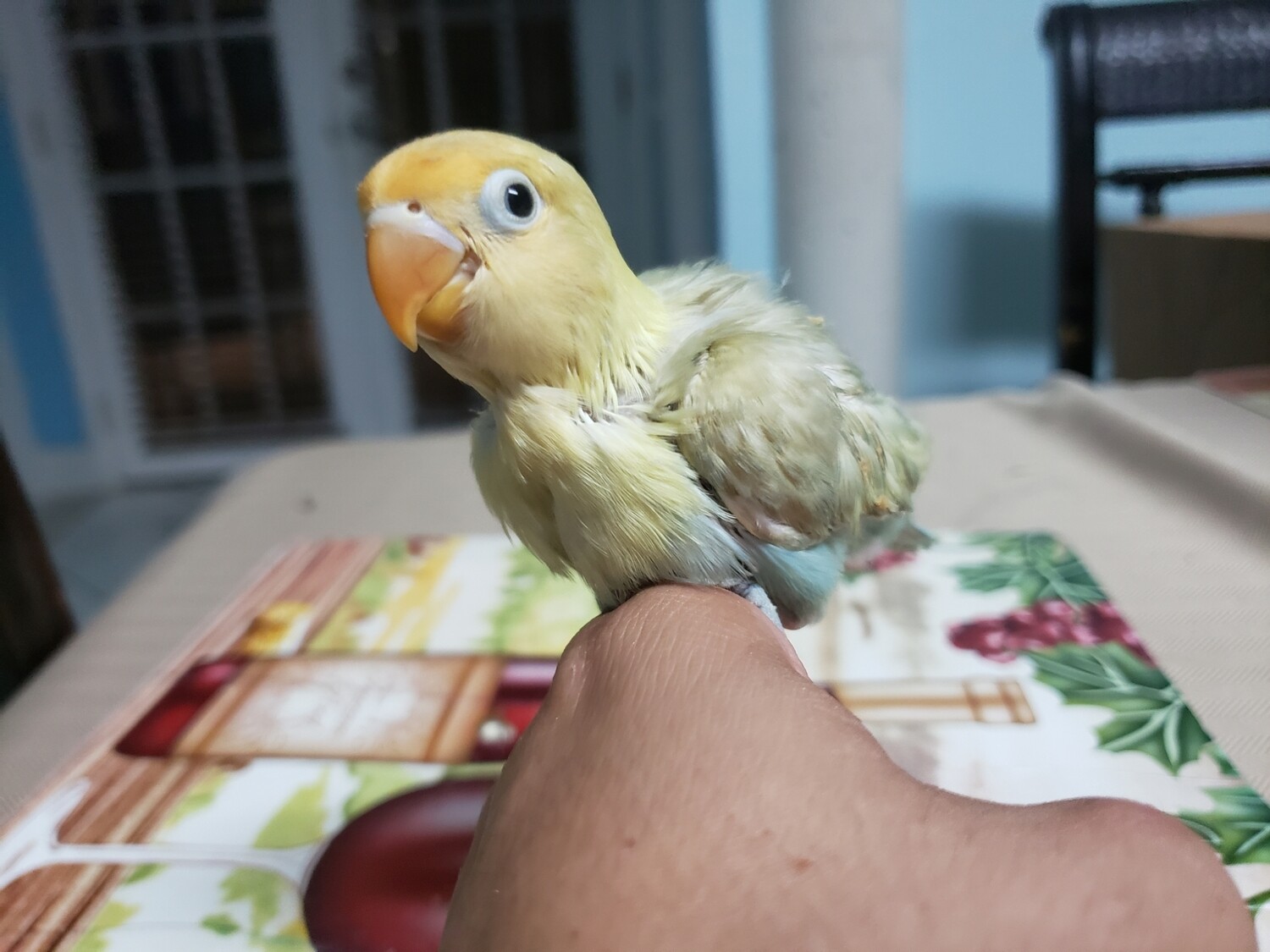Baby Olive Pastel Parblue Lovebird
