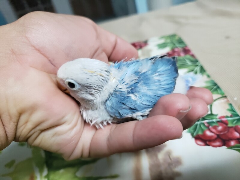 Baby Blue Fisher Lovebird
