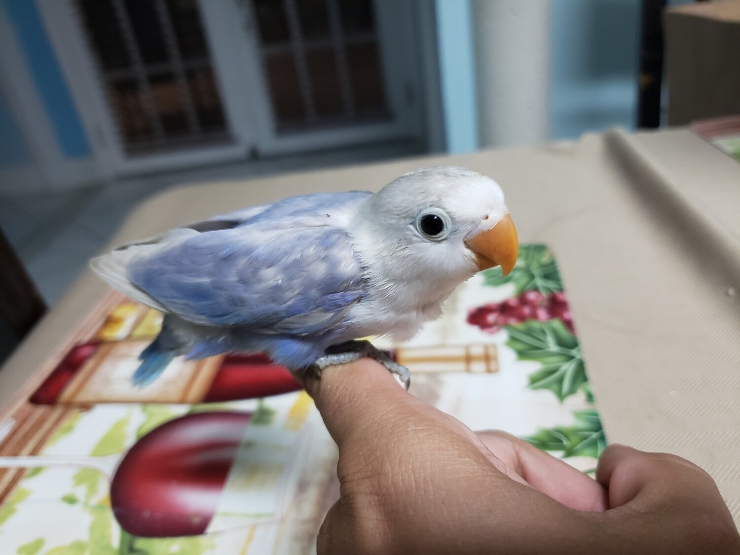 Baby Light Blue Fisher Lovebird