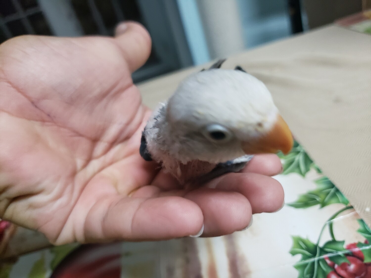 Baby Aqua green fisher handfeed lovebird