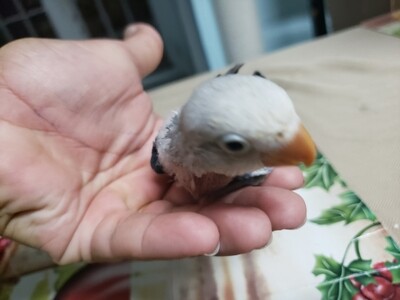 Baby Aqua green fisher handfeed lovebird
