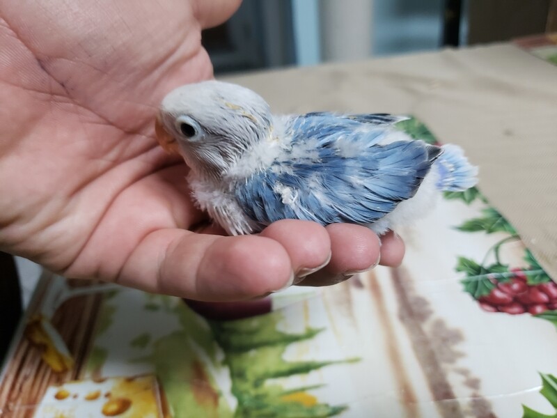 Baby Blue Fisher Lovebird
