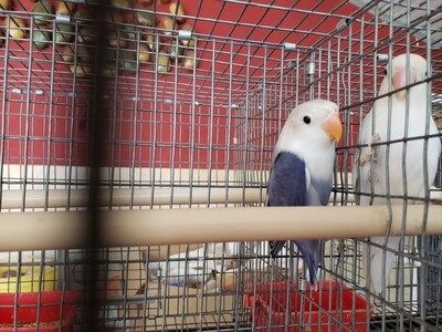 Violet White head Fisher Lovebird Male