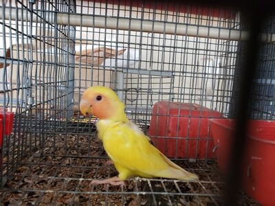 Yellow Lutino Red Eye Peachface  Lovebird