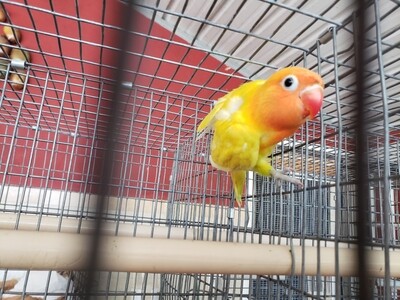 Yellow Pastel Orange Head Fisher Lovebird