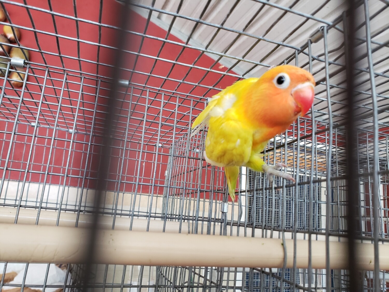 Yellow Pastel Orange Head Fisher Lovebird