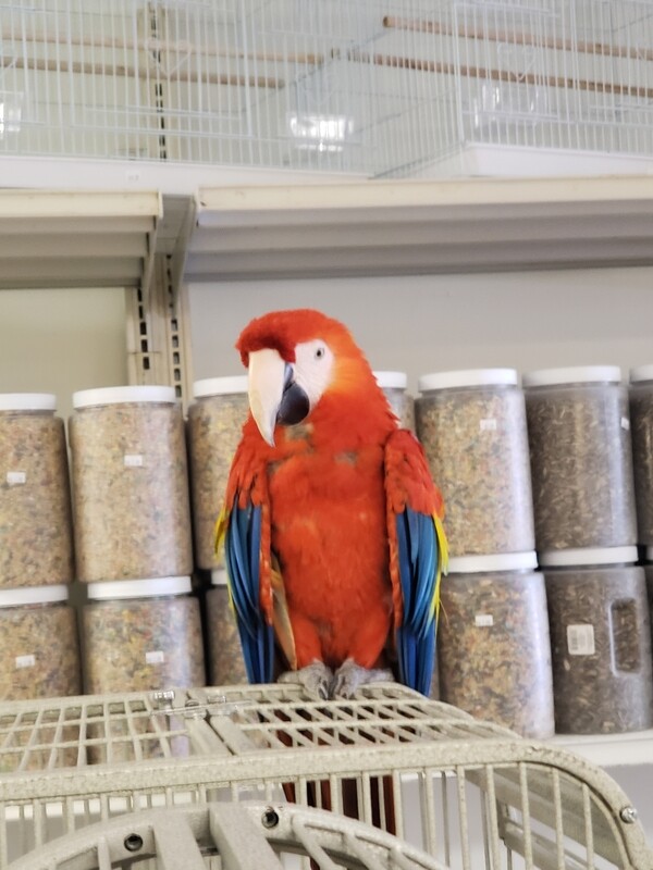 Red Scarlet Macaw 