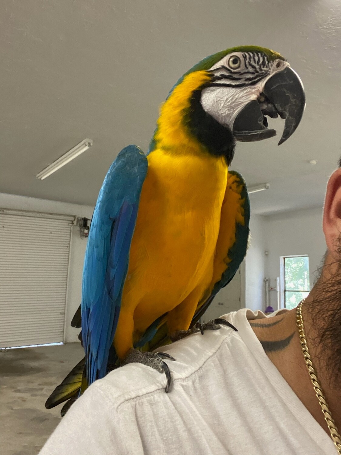Blue And Gold Adult Macaw