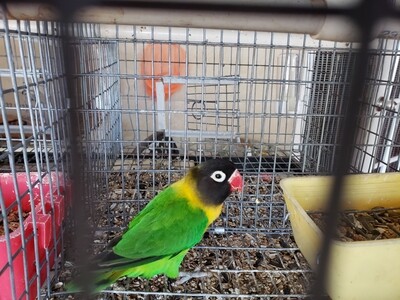 Green Black mask  lovebird