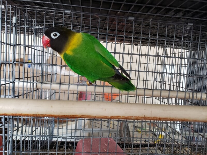 Green Black mask Lovebird