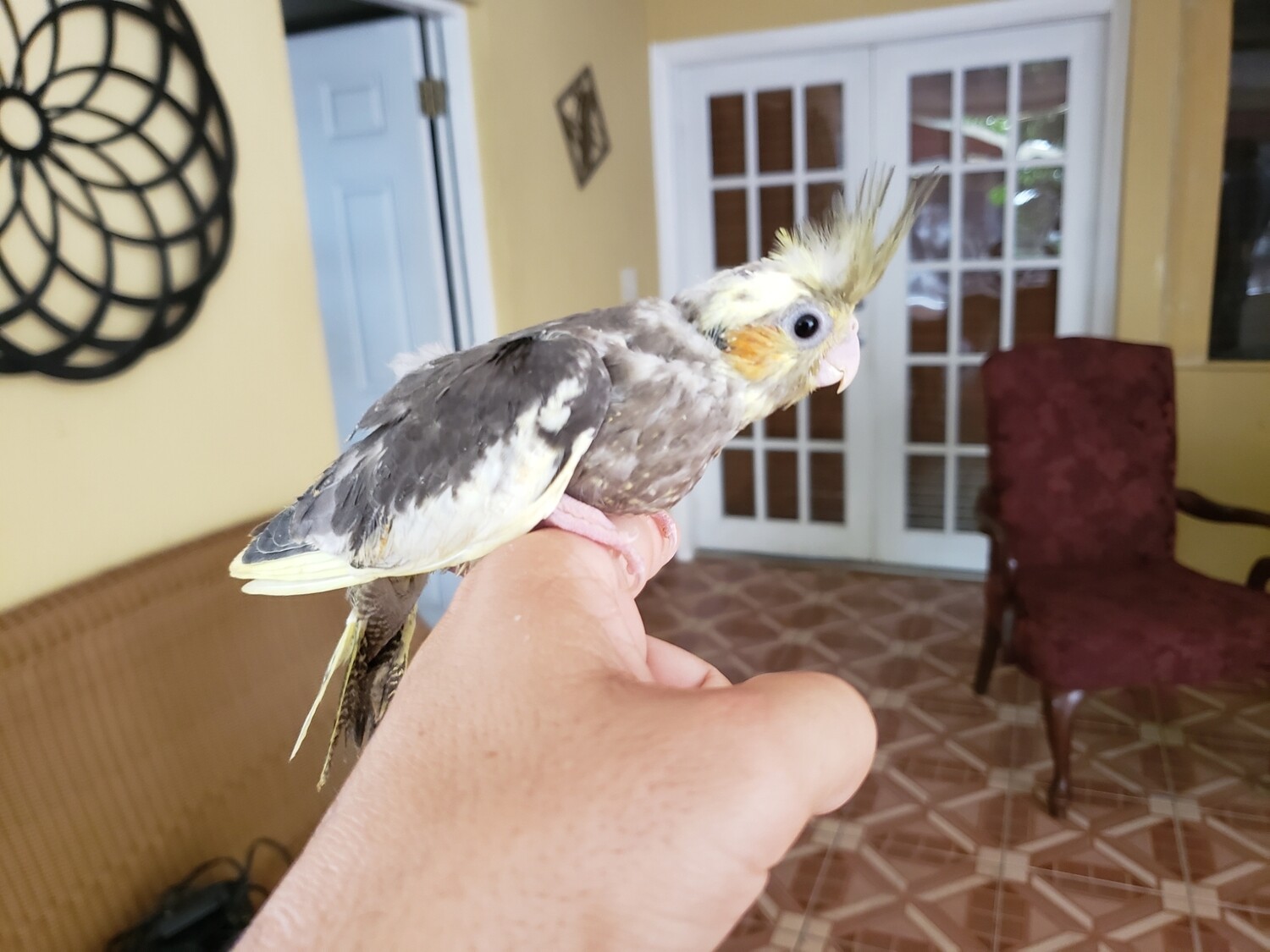 Baby Gray Cockatiel 