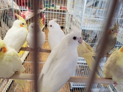 45 Cockatiels 20 Albinos 25 Grays mix Colors Including shipping & Handling