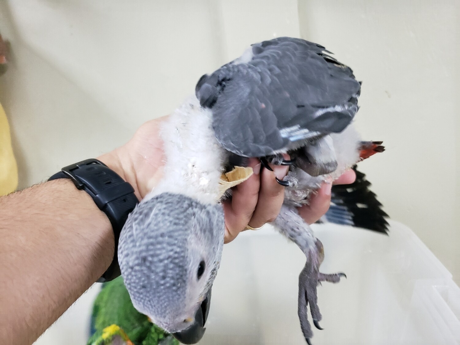 Baby African Gray Unwesned Pre-Order