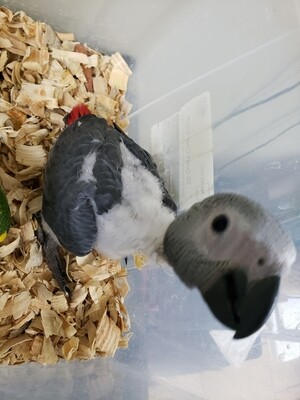 Baby African Gray Unwesned Pre-Order Baby African Gray Unwesned Pre-Order