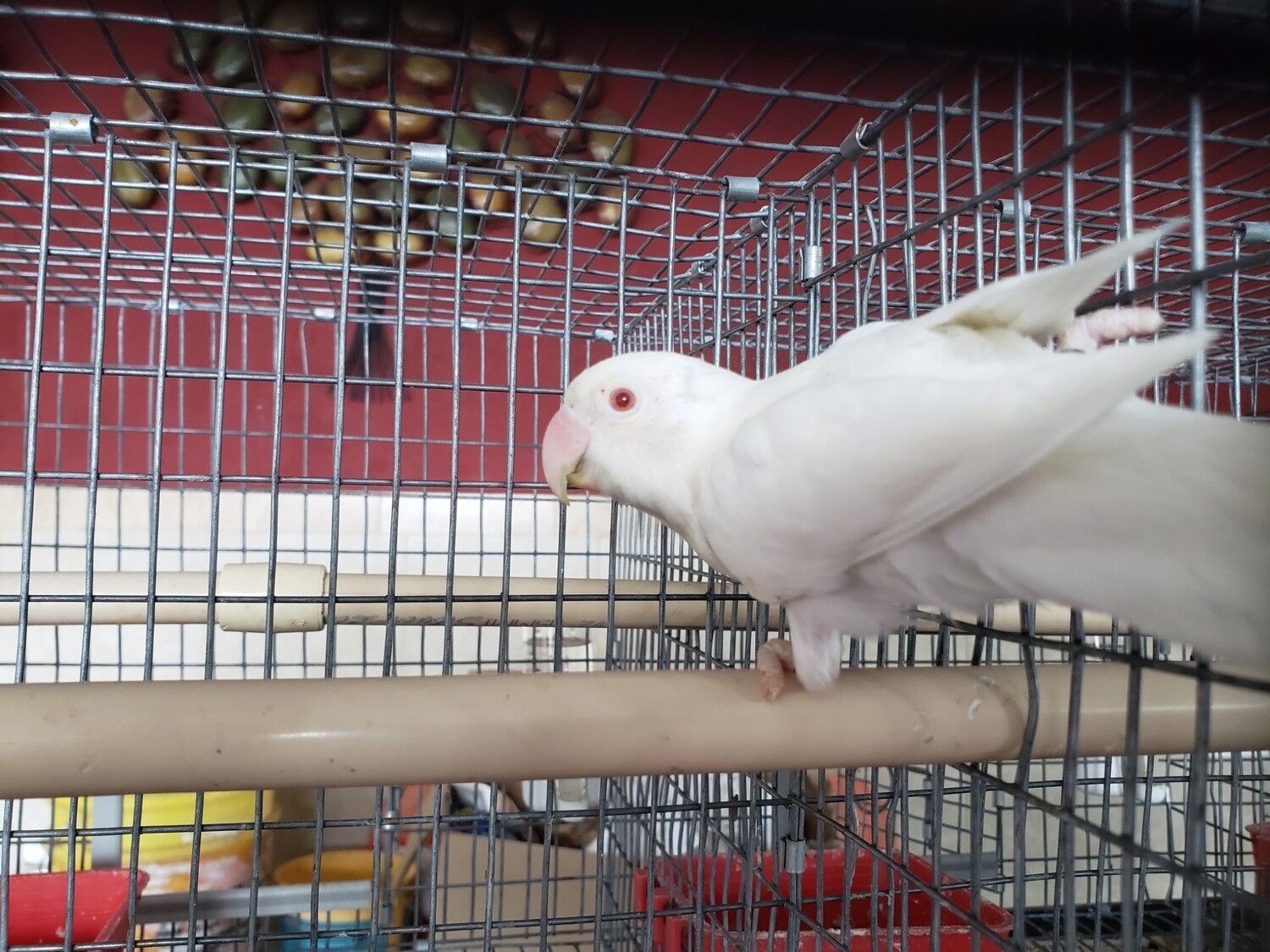 Adult Red Eye albino Female Lovebird 