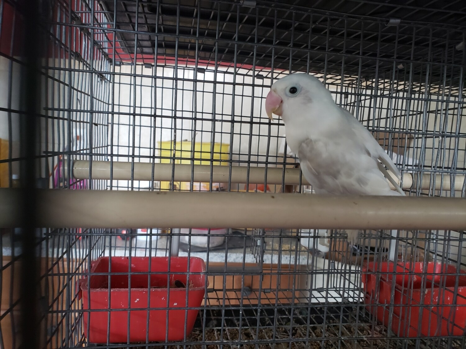 Gray &amp; White Delute  Lovebird
