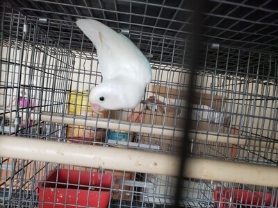 Adult All white Black Eye Male Lovebird