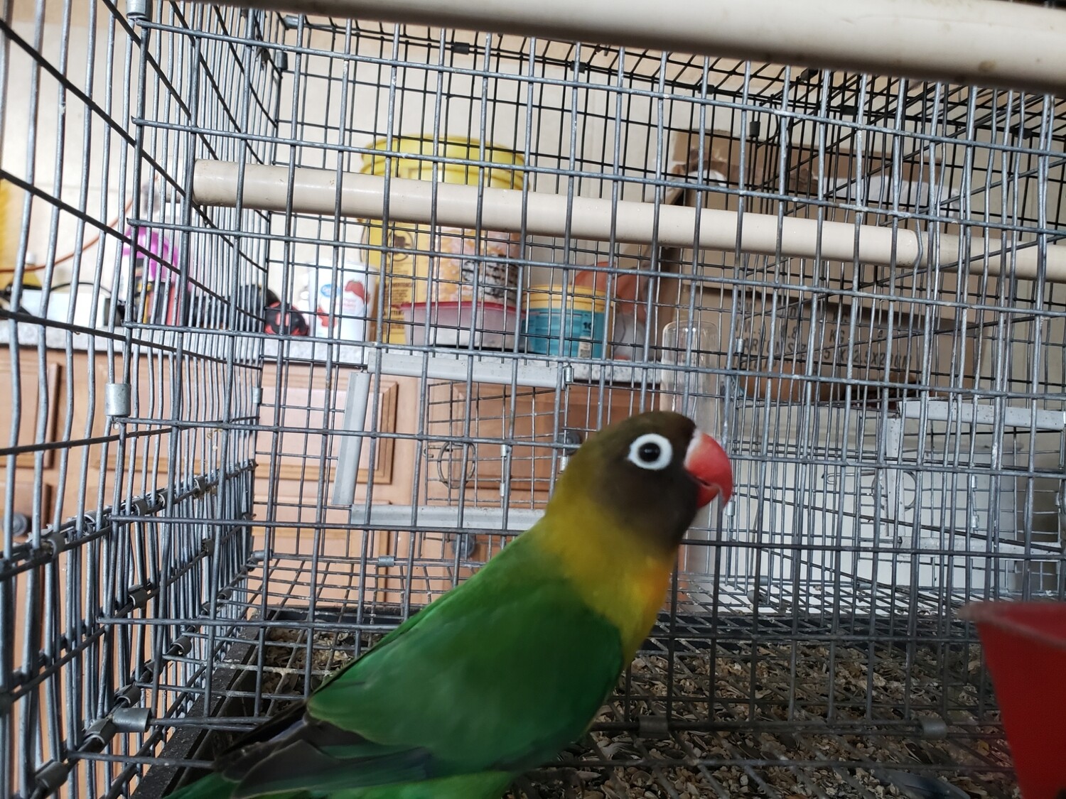 Green Black Mask female Lovebird