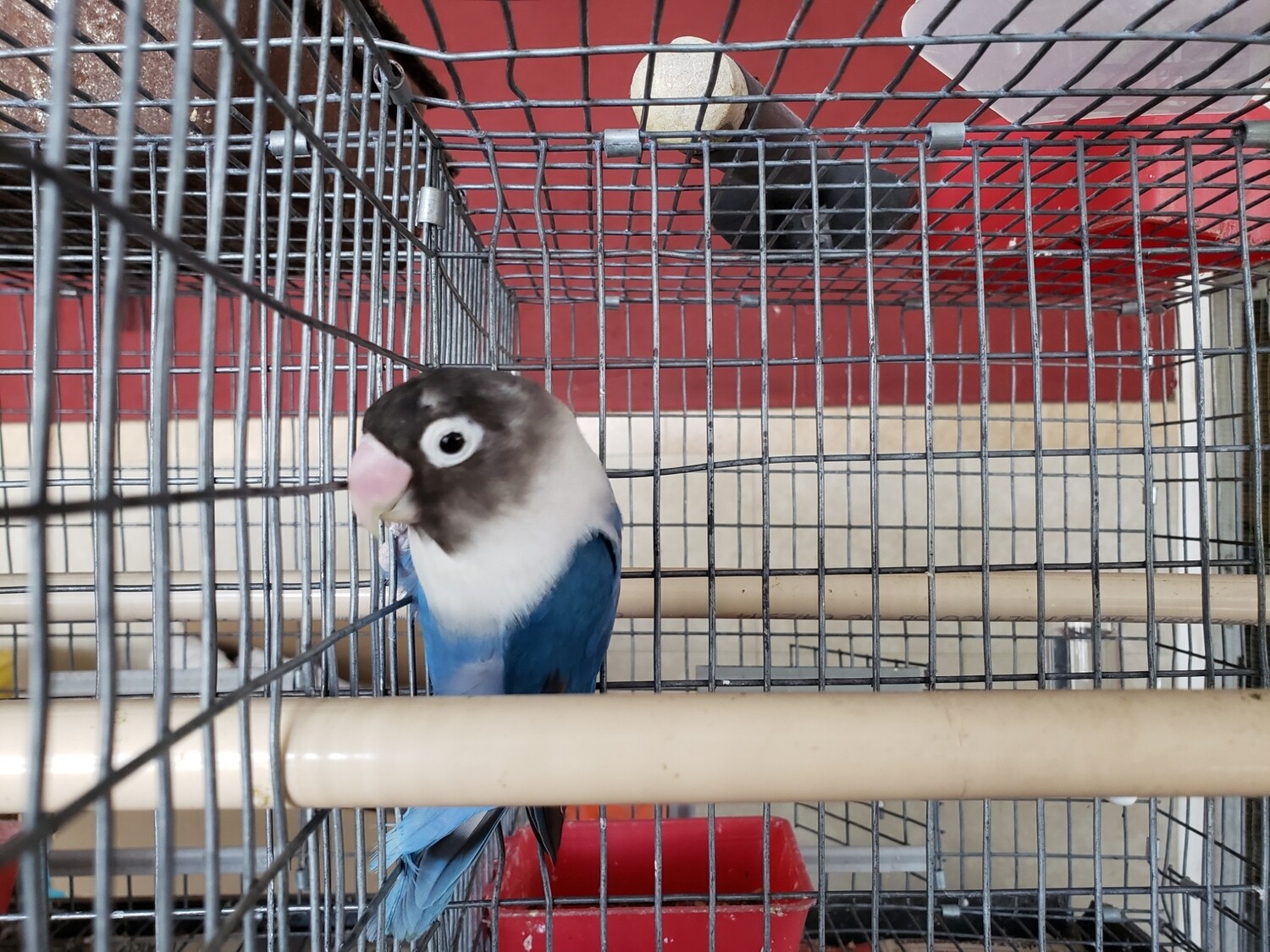 Blue Black Mask Lovebird