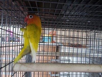 Green Yellow Pastel Fisher Lovebird