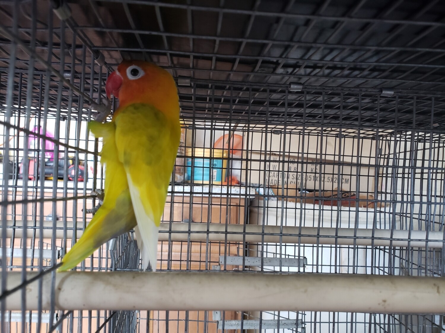 Green Yellow Pastel Fisher Lovebird