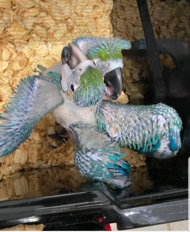 2 Baby Blue and Gold Maw handfeed Unweaned 