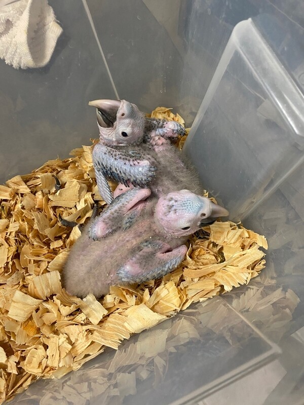 Baby Scarlet Macaw handfeed Unweaned Pre-Order