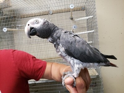African Gray Timneh.