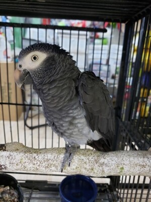 African Gray Male Timneh