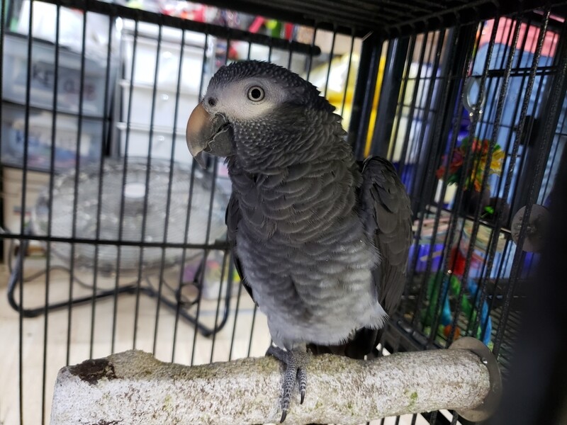 African Gray Male Timneh