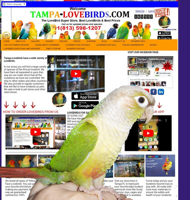 Baby Cinamom Green Cheek Conure ( Unweaned HandFeed) Baby Cinamom Green Cheek Conure ( Unweaned HandFeed)