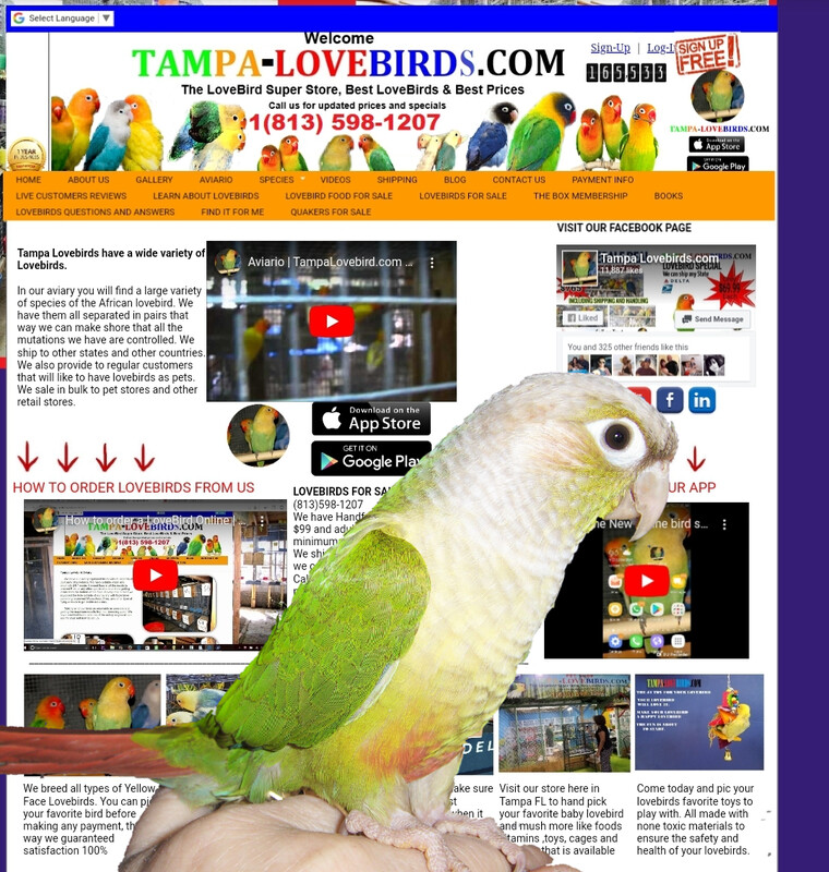 Baby Cinamom Green Cheek Conure ( Unweaned HandFeed)
