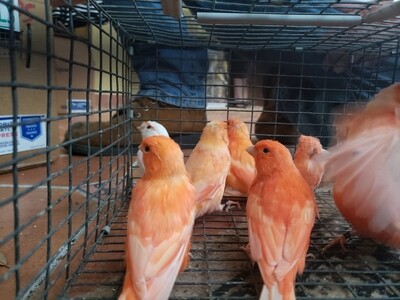 7 red canaries including Shipping