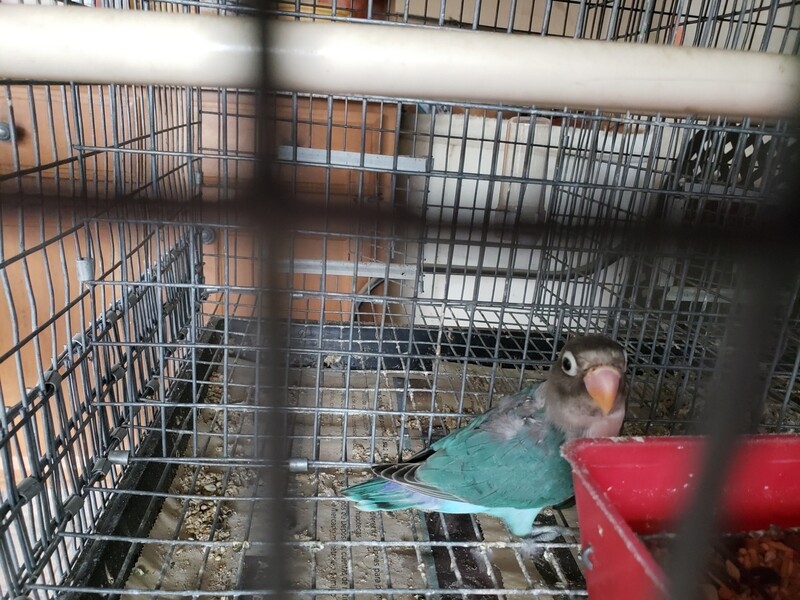 Aqua Dark Head Fisher Lovebird 