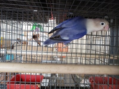 African lovebirds for sale discount