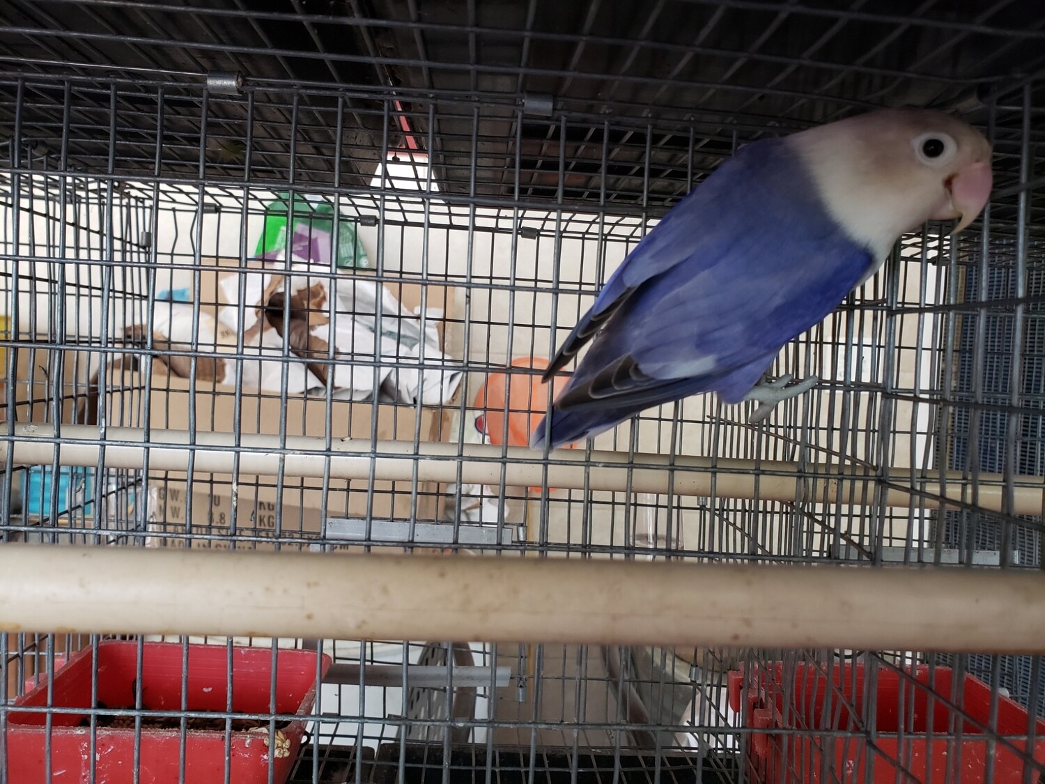 Baby lovebirds for sale near best sale me