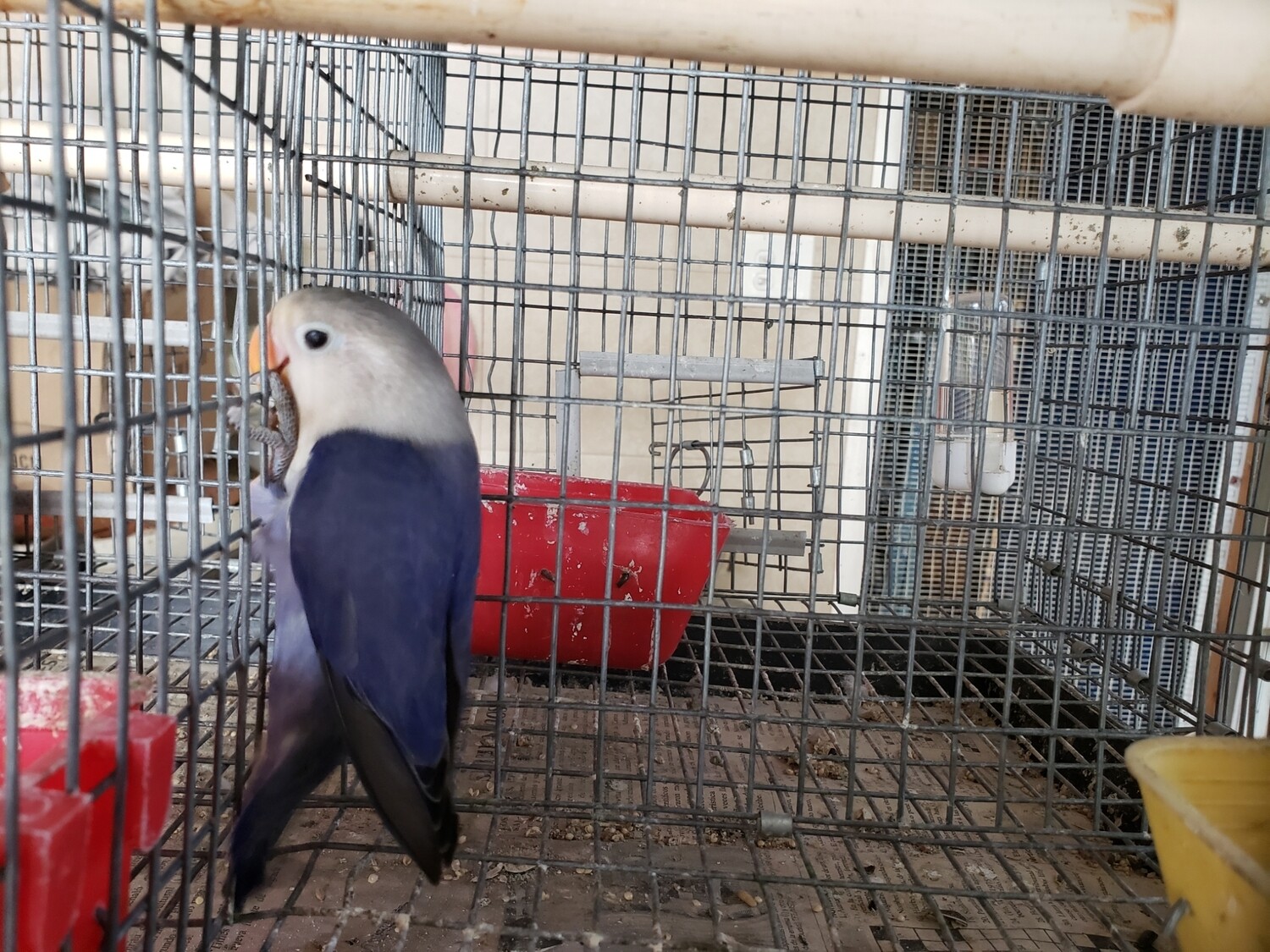 Violet Fisher Male Lovebird