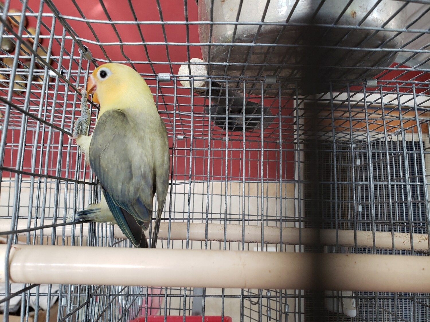 Clean yellow head Olive  Lovebird
