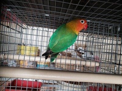 Green Fisher Lovebird Green Fisher Lovebird