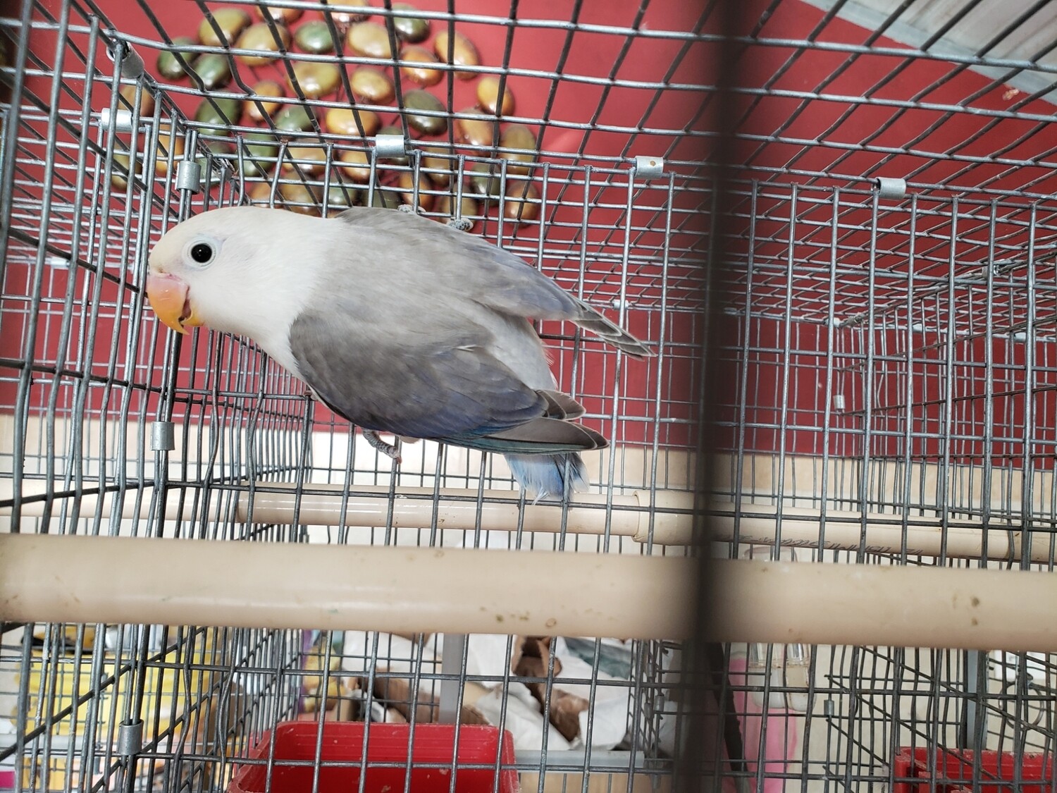 Violet &amp; Gray Euwing Female Fisher Lovebird