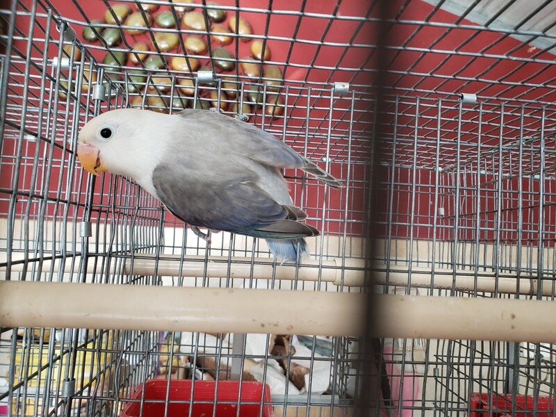 Violet &amp; Gray Euwing Female Fisher Lovebird