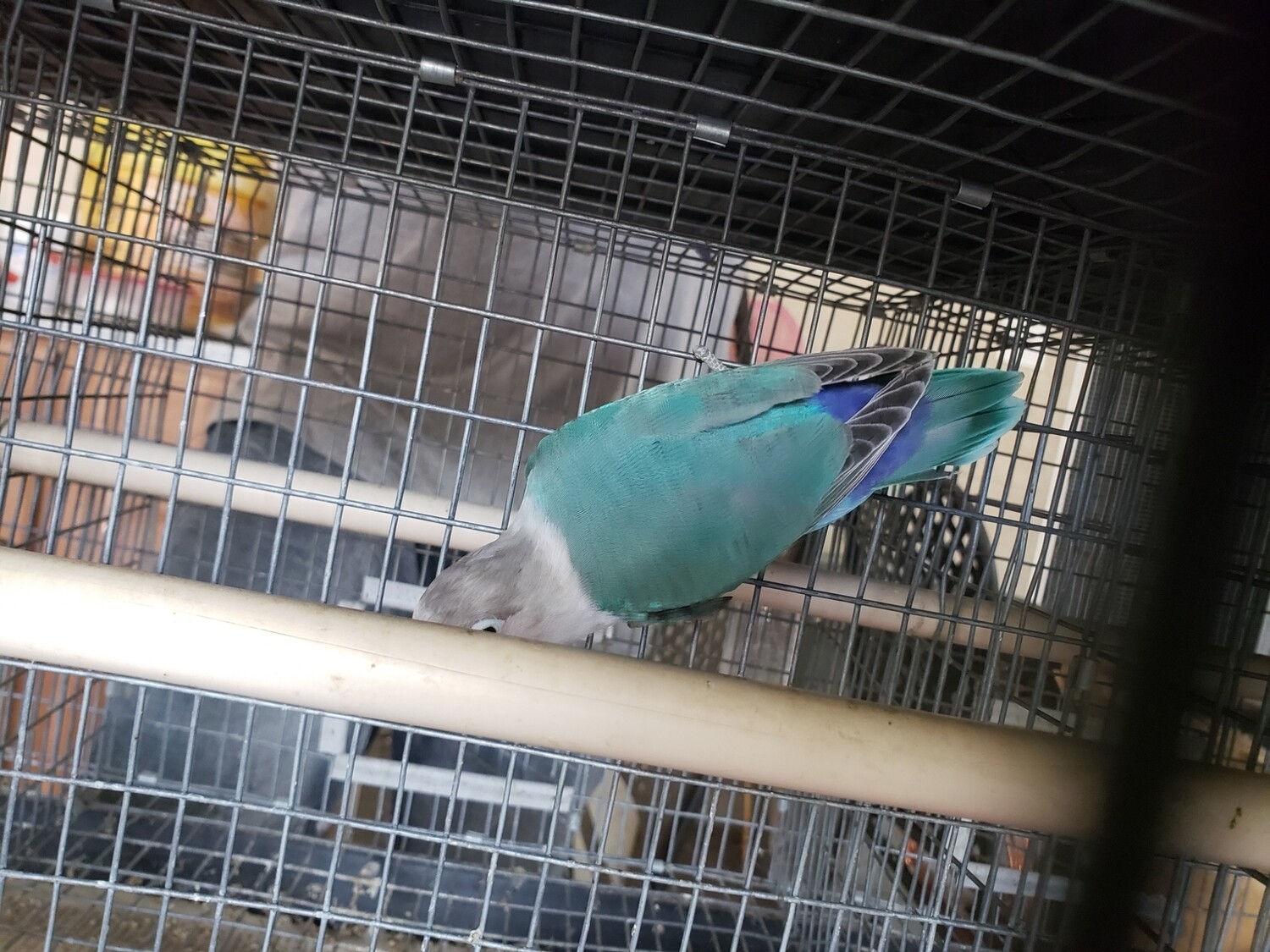 Aqua Blue Fisher Lovebird