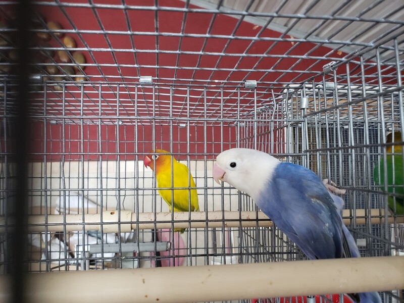 Adult Violet Fisher Female Lovebird
