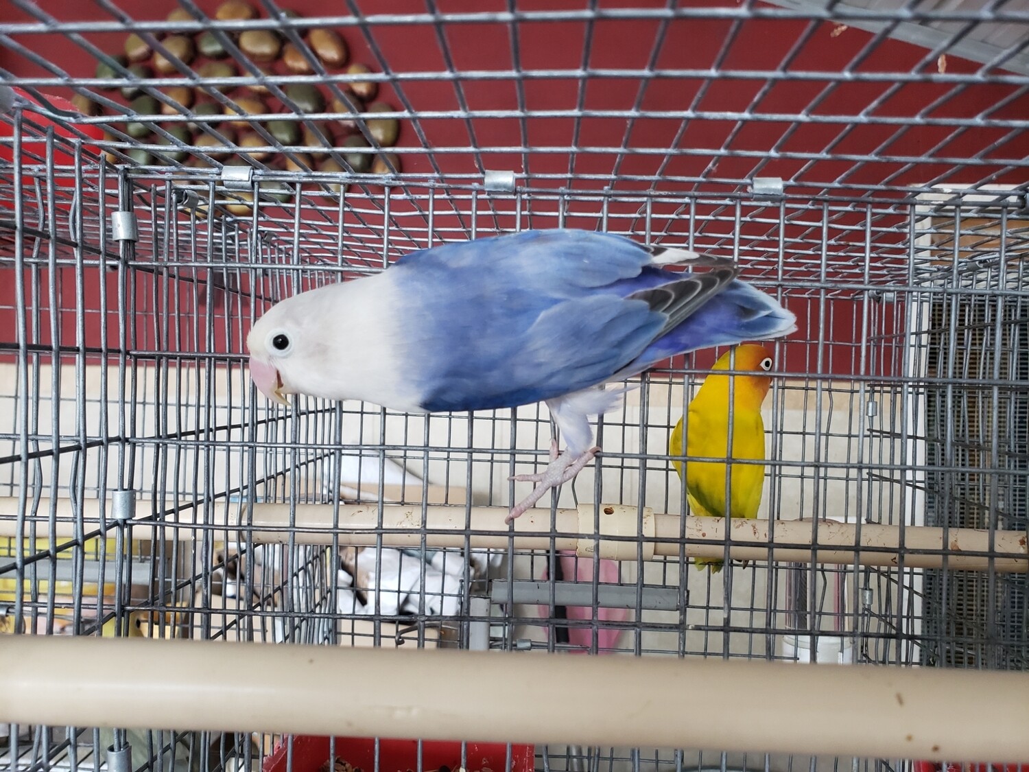 Adult Violet Fisher Female Lovebird