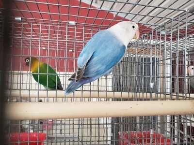Blue Fisher  Lovebird 