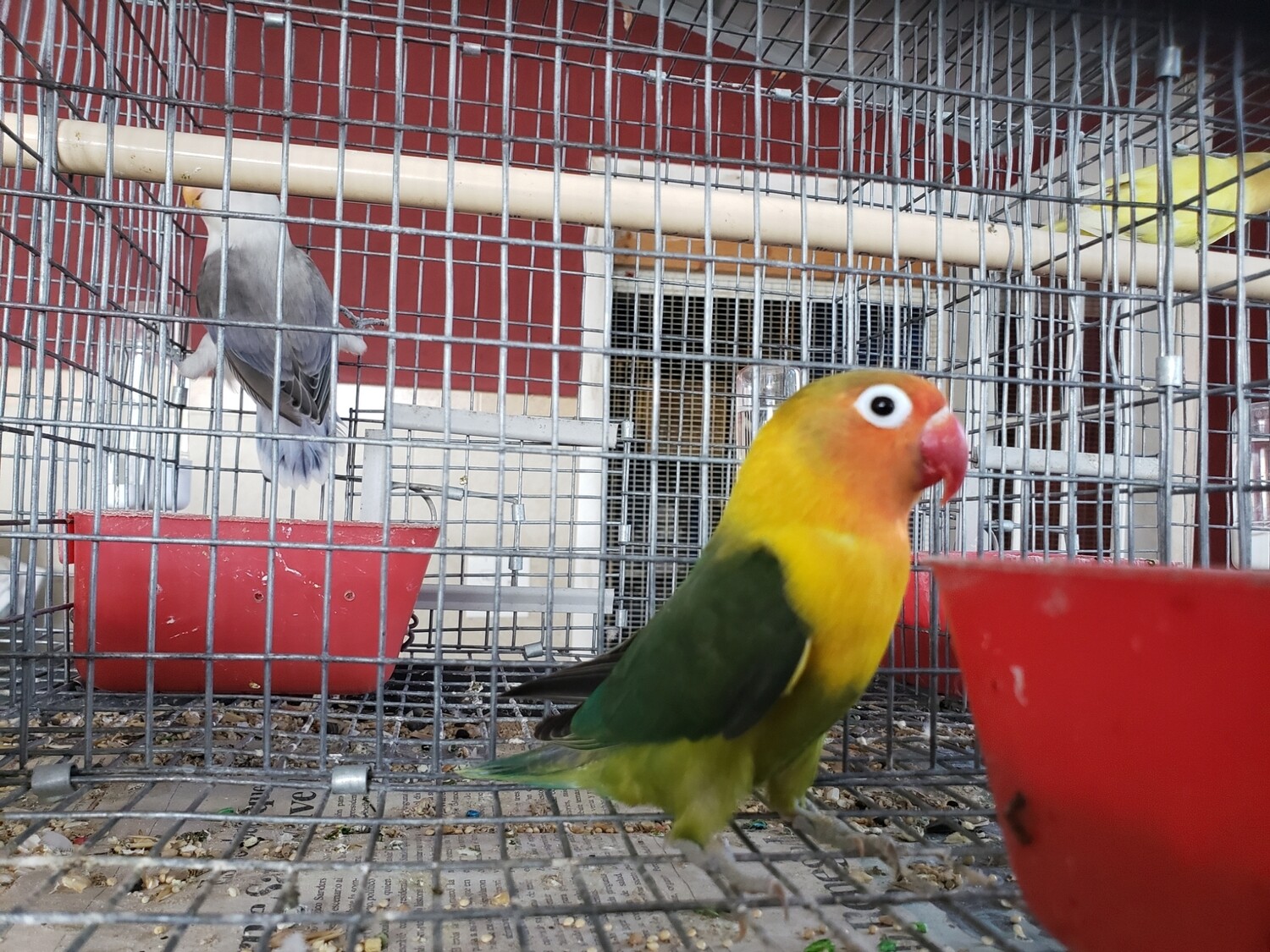 Green Fisher Lovebird