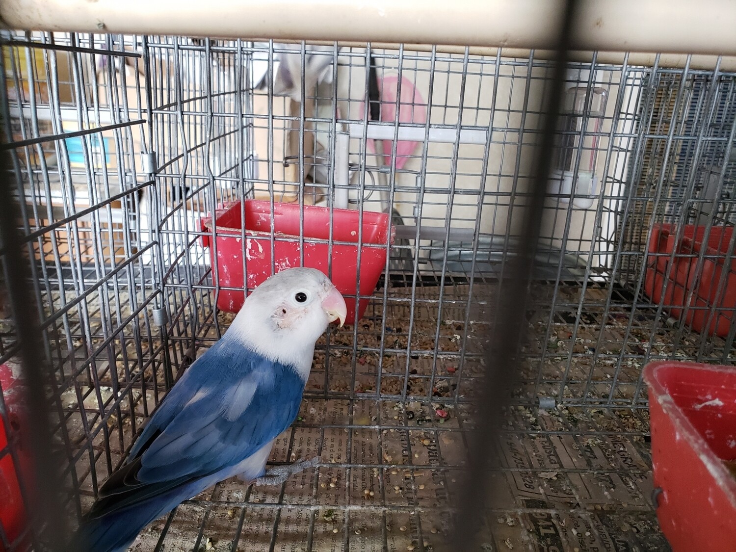 Arlequin Blue Violet Fisher Male Lovebird 