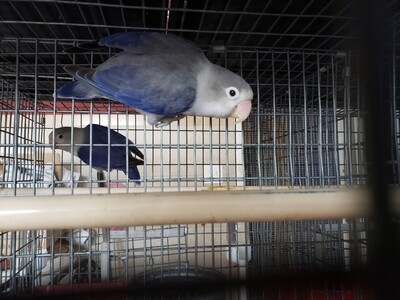 Violet Euwing Fisher Lovebird 