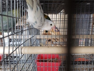 Arlequin in blue Male Fisher Lovebird ( Cage#13)